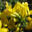 Genista pilosa.png